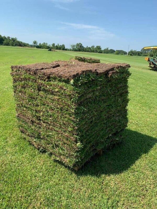 Bermuda Sod 450 sq. ft - Image 4